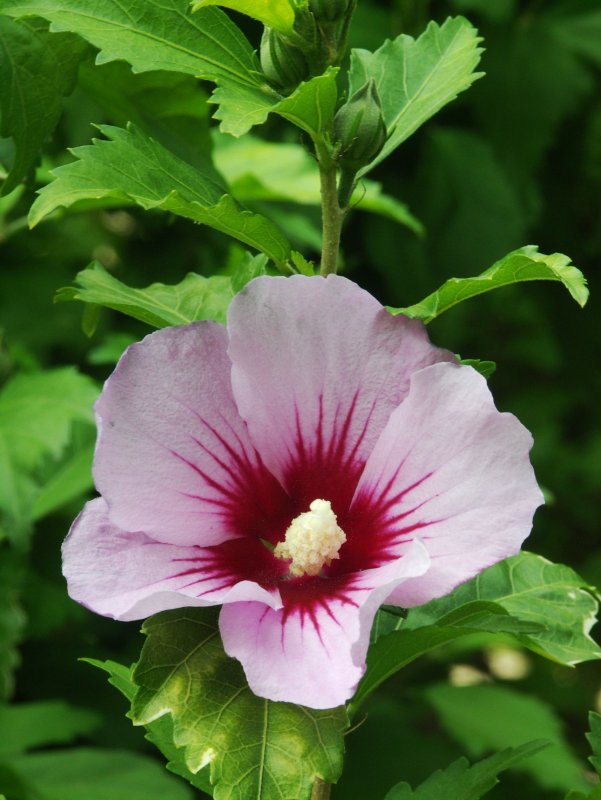 Гибискус сирийский, кетмия – Hibiscus