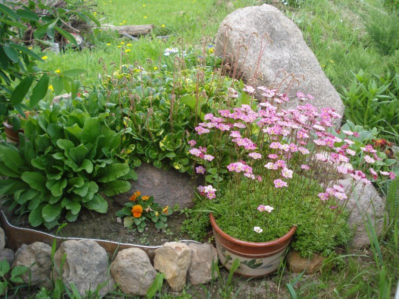 Камнеломка на альпийской Горке