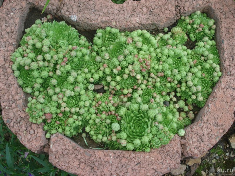 Камнеломка суккулент