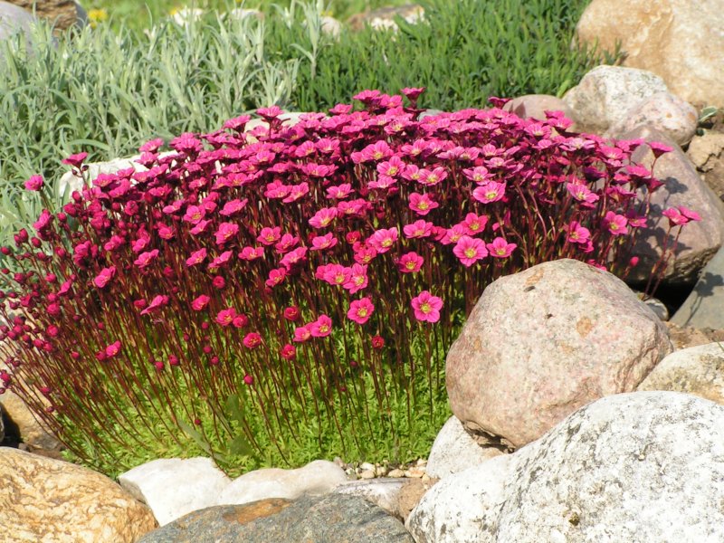 Камнеломка Арендса variegata