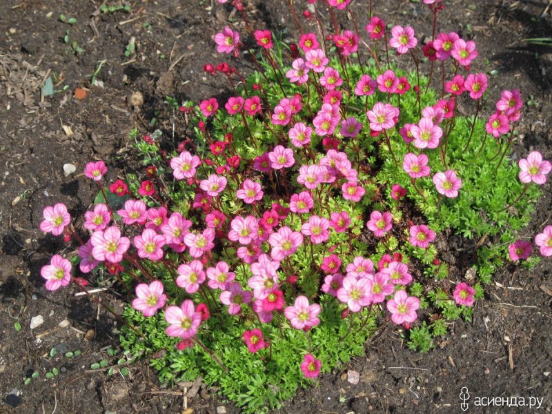 Клумба из камнеломки