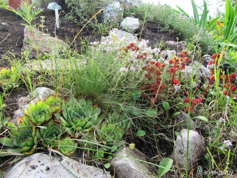 Камнеломка суккулент