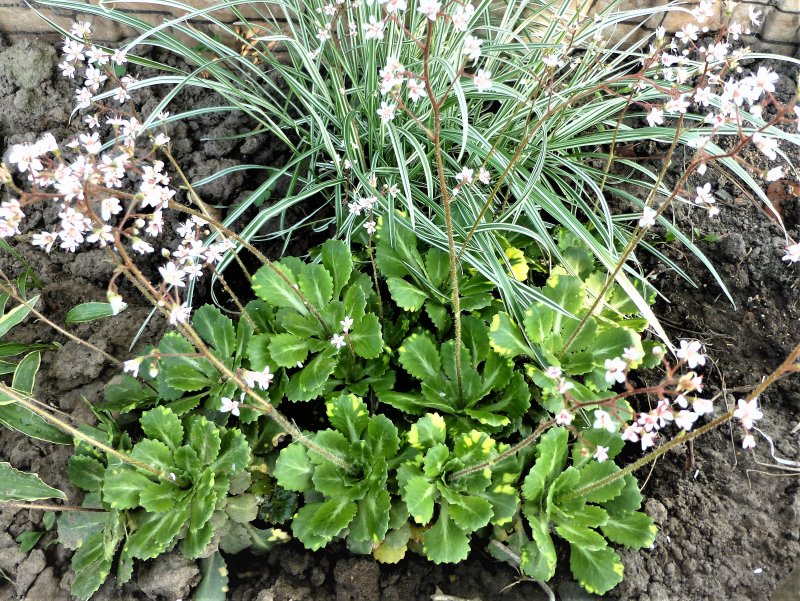 Камнеломка каменная роза