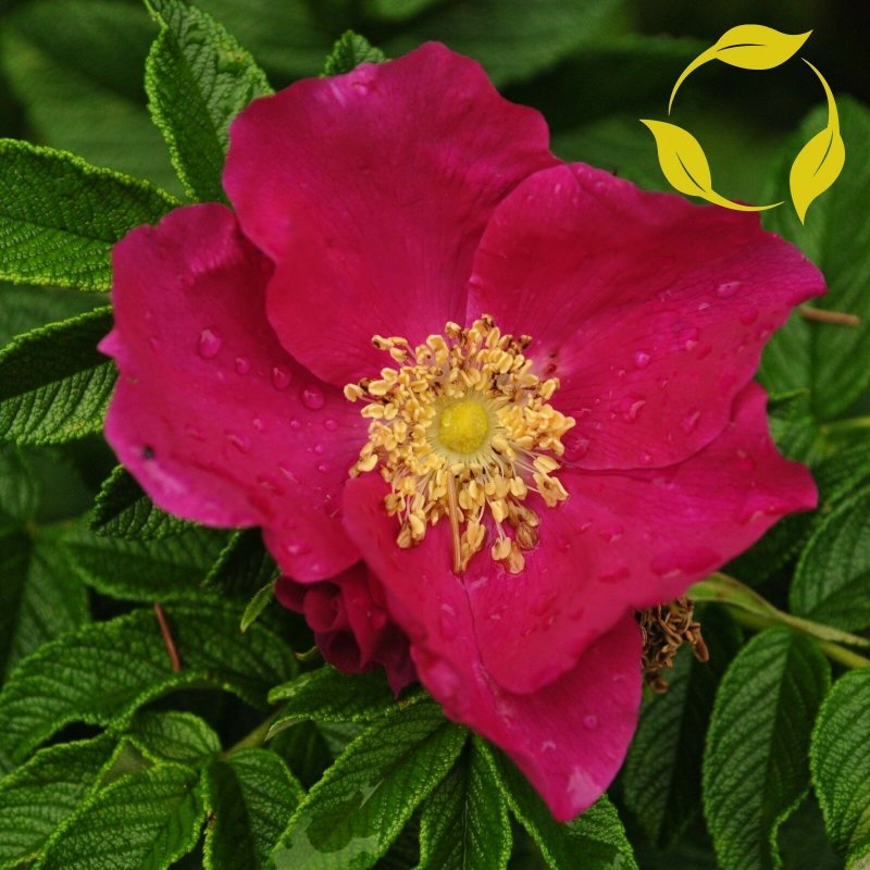 Шиповник Rosa rugosa rubra