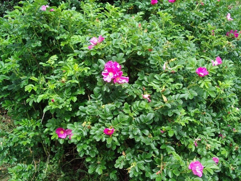 Роза морщинистая (Rosa rugosa `rubra`)