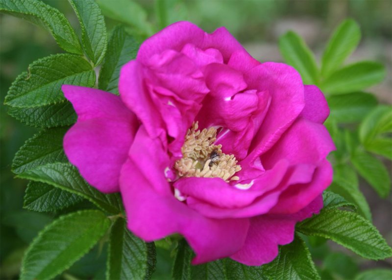 Роза морщинистая (Rosa rugosa `rubra`)