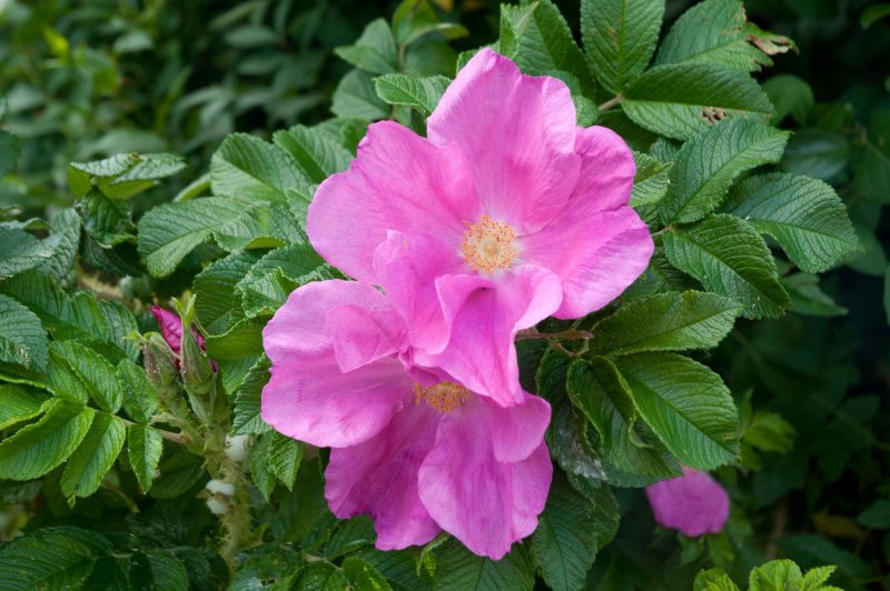 Шиповник Rosa rugosa rubra