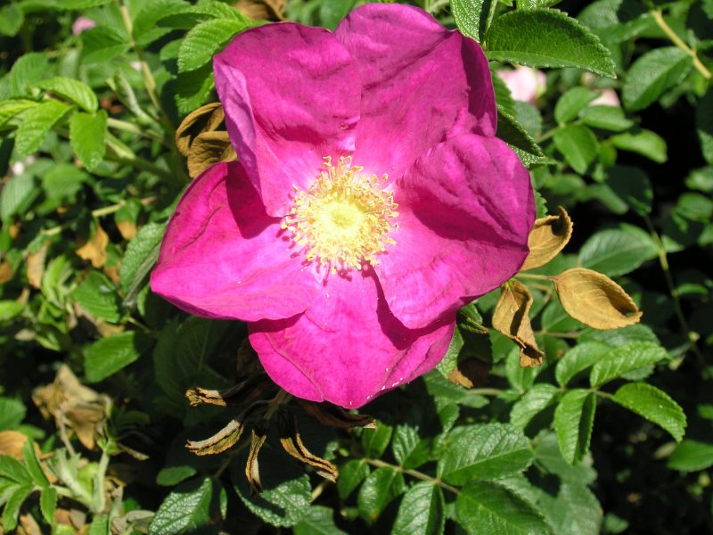 Роза морщинистая rubra