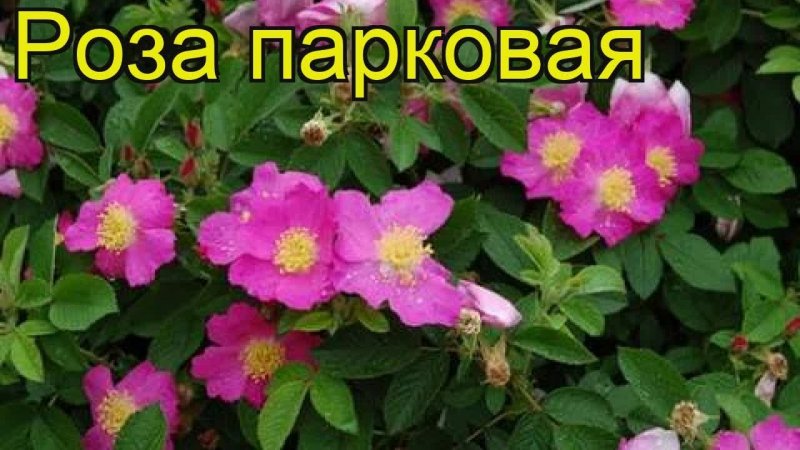 Шиповник (роза) морщинистый