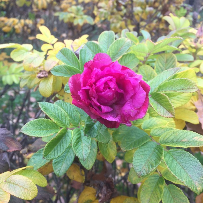 Роза rugosa Hansa