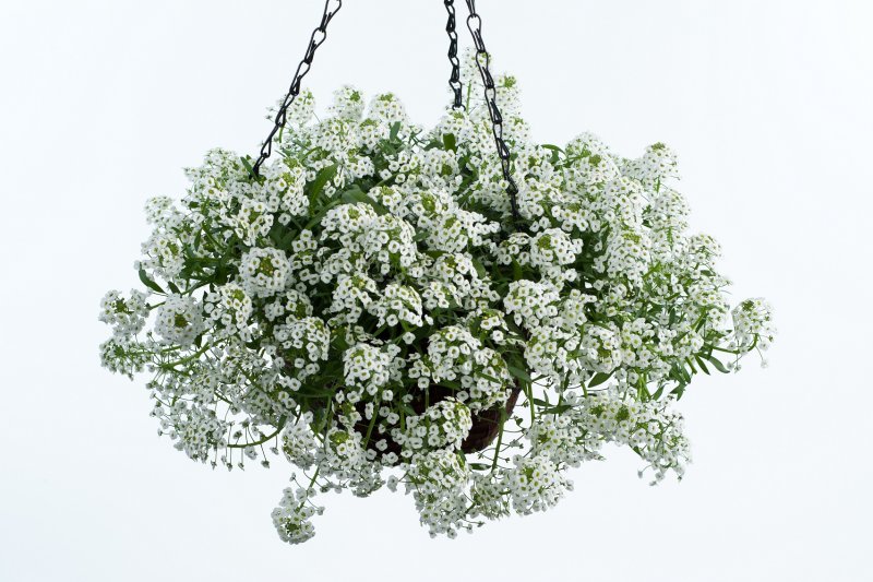 Лобулярия Lobularia White Stream