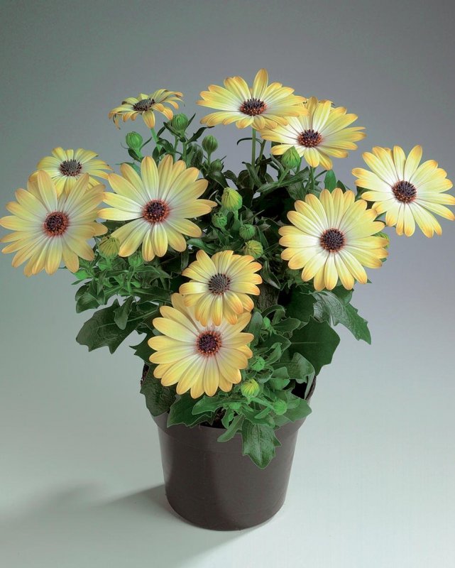 Остеоспермум Osteospermum жёлтый