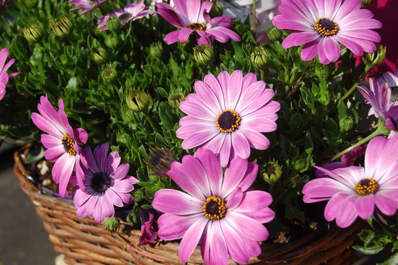 Остеоспермум Flower