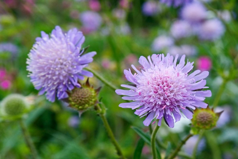 Короставник (Knautia arvensis)