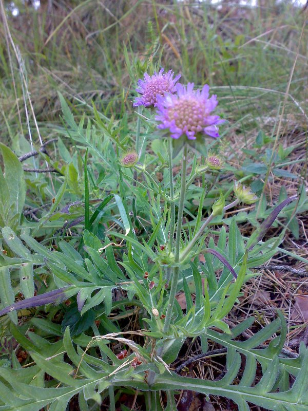 Короставник полевой (Knautia arvensis)