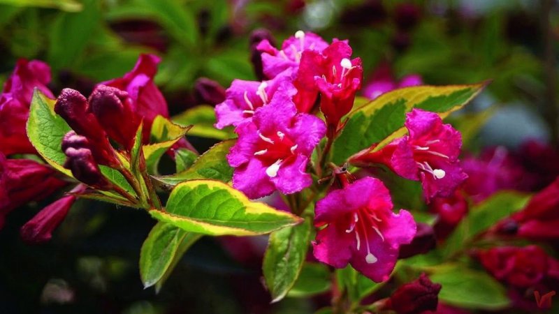 Вейгела Weigela ' Brigela '