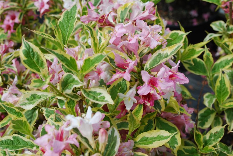 Вейгела Цветущая (Weigela Florida)
