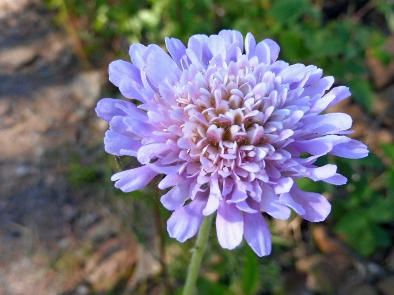 Короставник полевой (Knautia arvensis)