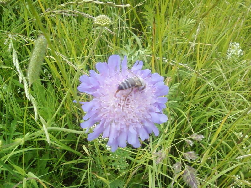 Knautia arvensis
