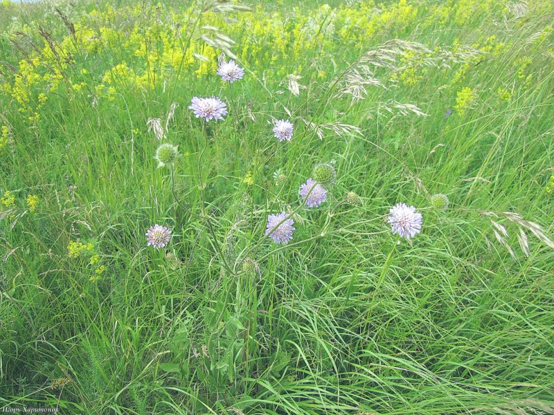 Короставник татарский Knautia tatarica (l.) Szabó