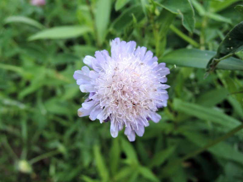 Короставник полевой (Knautia arvensis)