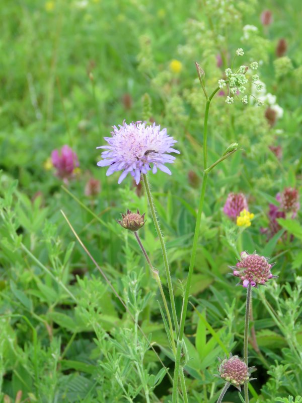Короставник полевой (Knautia arvensis)