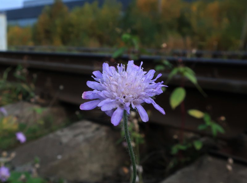 Короставник полевой