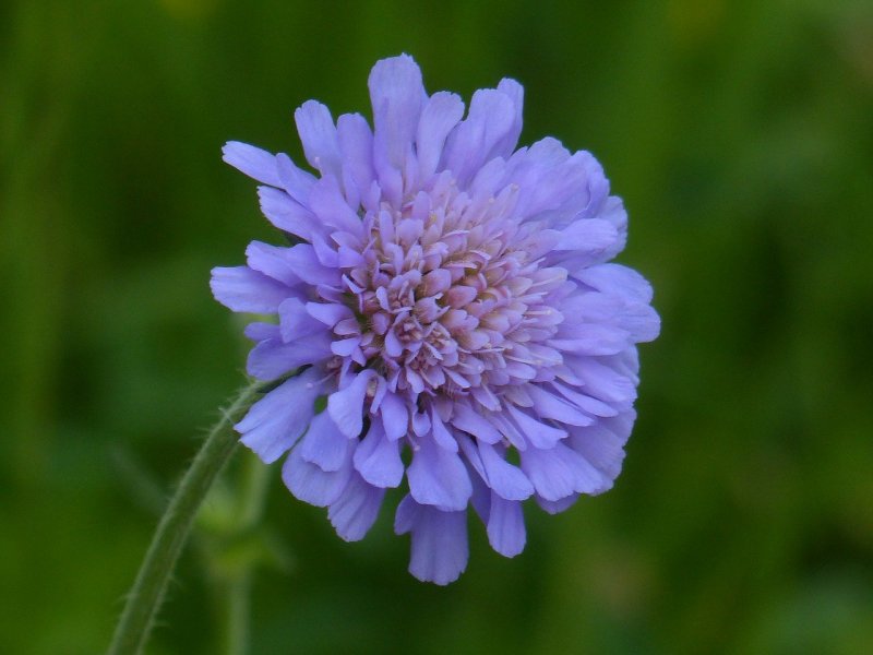 Knautia arvensis
