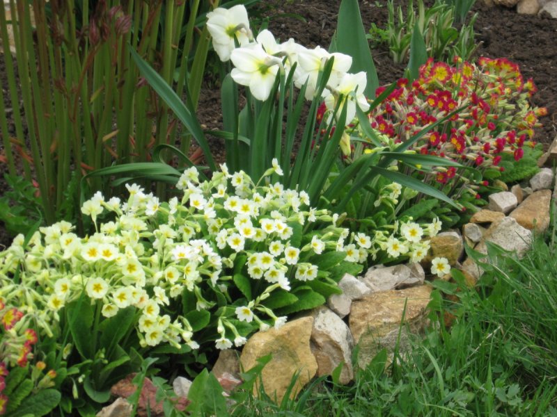 Sleutelbloem