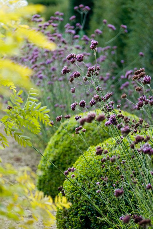 Вербена бонарская (Verbena bonariensis)