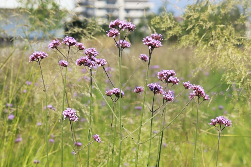 Verbena bonariensis