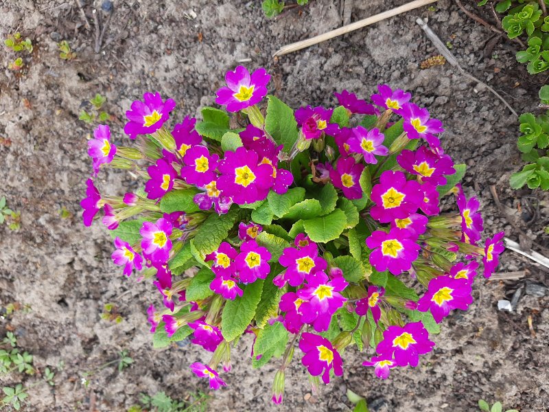 Bb02 BLACKBERRY Primula 13x13