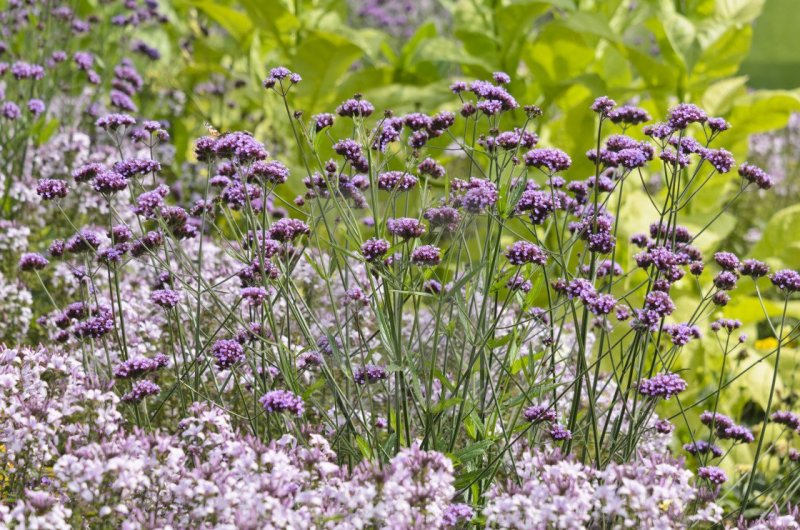 Verbena bonariensis, Violet Blue