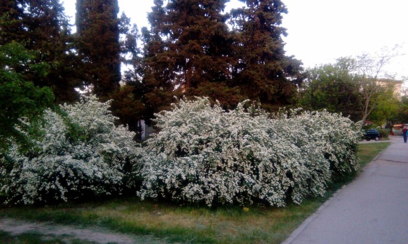 Каштан и спирея
