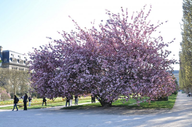 Сакура (вишня мелкопильчатая) Amanogawa