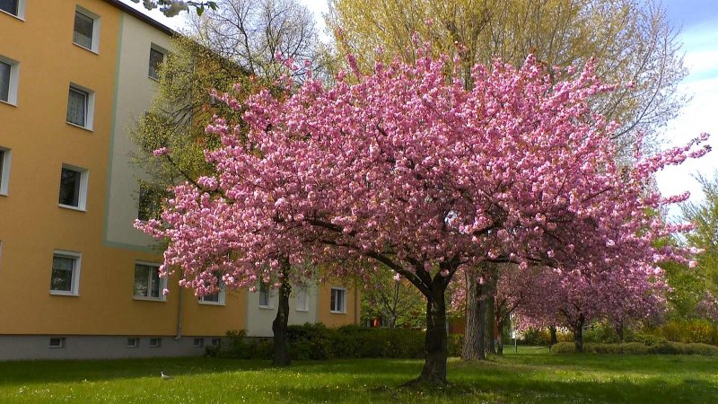 Вишня мелкопильчатая Аманогава