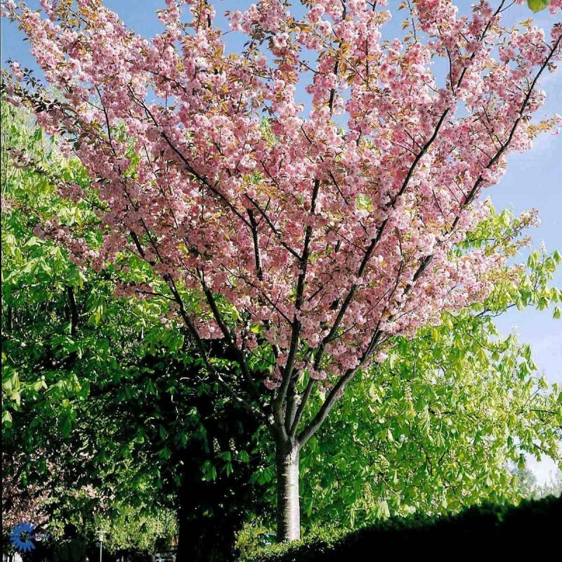 Вишня мелкопильчатая (Prunus serrulata "Kanzan")