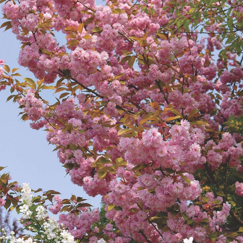 Prunus serrulata Kanzan