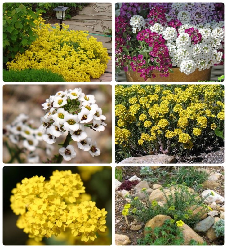 Lobularia maritima морская