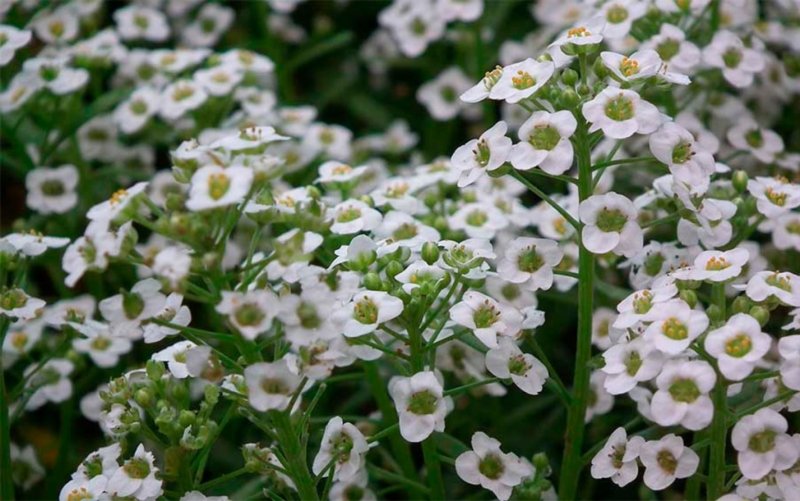 Алиссум Lobularia maritima