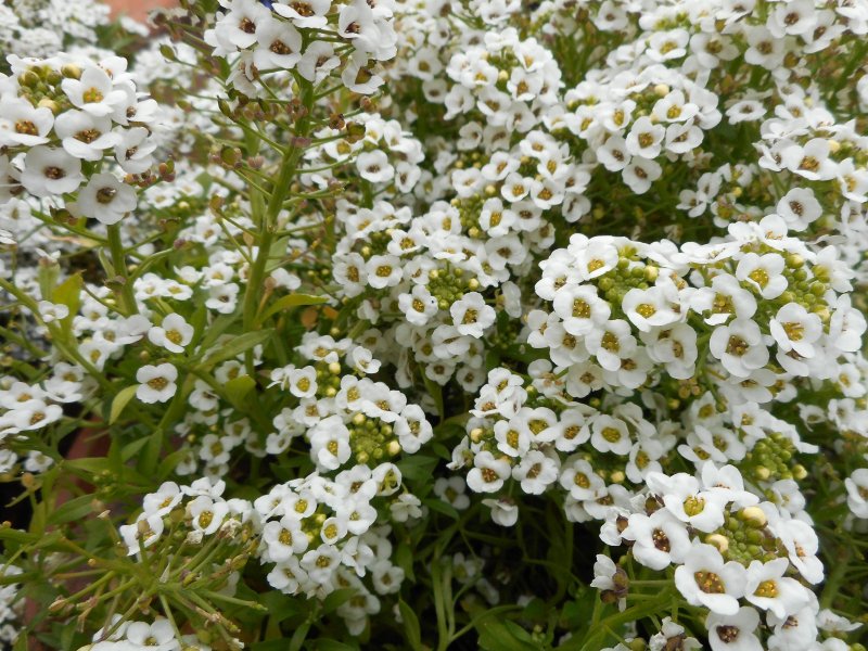 Лобулярия Primavera Princess