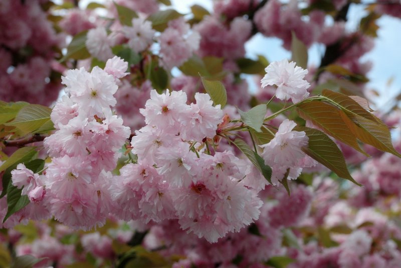 Prunus serrulata Kanzan