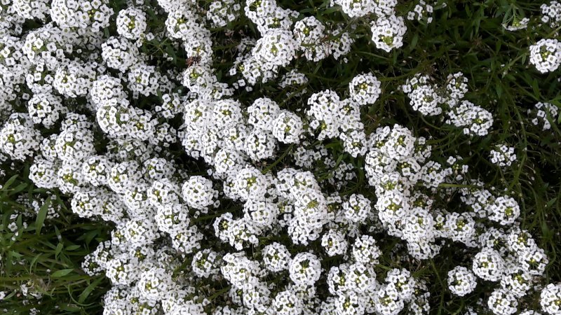 Алиссум Lobularia maritima