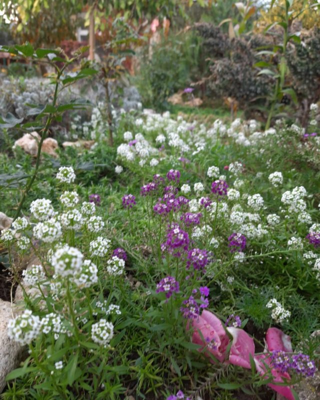 Алиссум Lobularia maritima