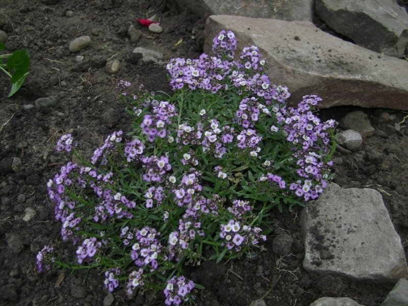 Алиссум Wonderland Purple