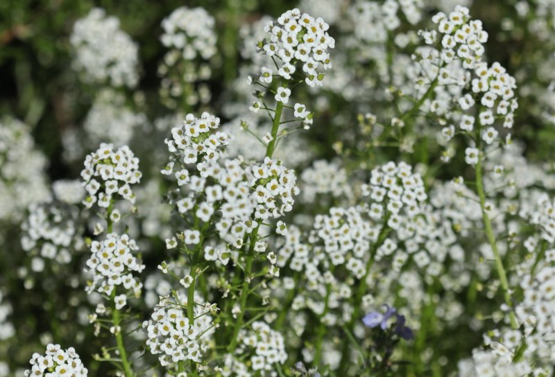 Алиссум Lobularia maritima