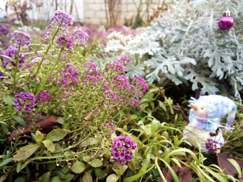 Лобулярия Lucia Lavender