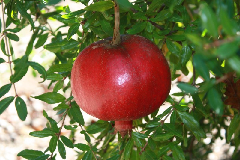 Гранат обыкновенный (сорт 'maxima rubra')