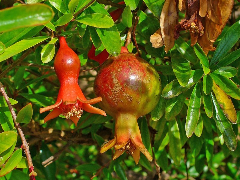 Punica granatum дерево