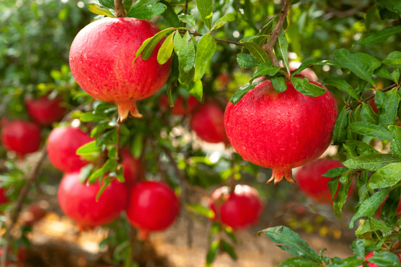 Punica granatum
